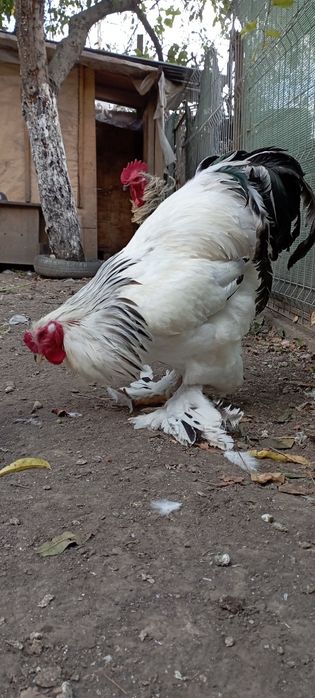 Cocoși Brahma și Frezat