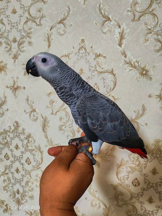 Jako kongo karaleviski 3olyi ideal ruchnoy butun qanoti juda yirik qus