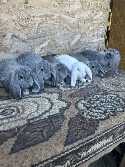 Iepuri berbec german