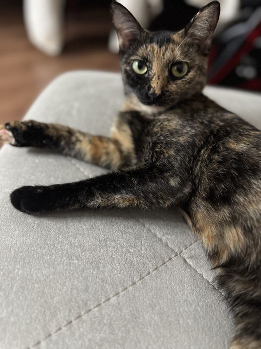 Отдам в добрые руки