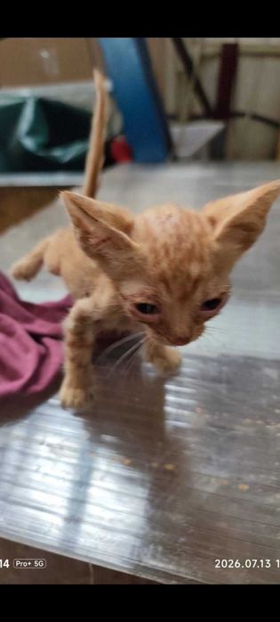 Adoptie pui de pisica