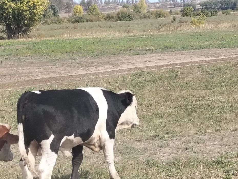 Продам быков подсосных
