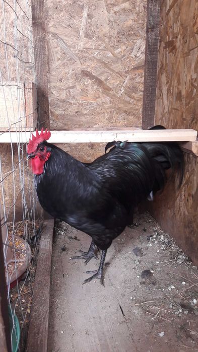 Vând ouă australorp