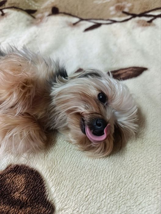 Щенок йоркширского терьера