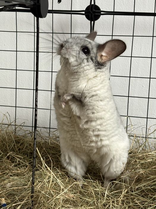 Vand chinchilla mascul