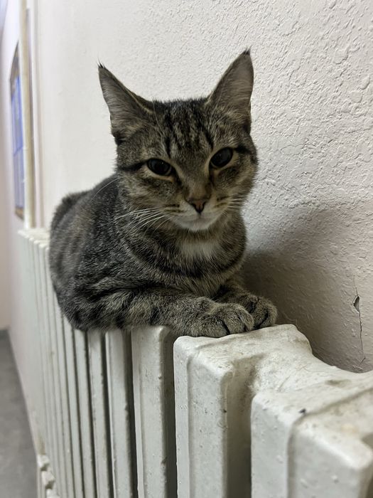 Ищем дом для очень ласкового котика