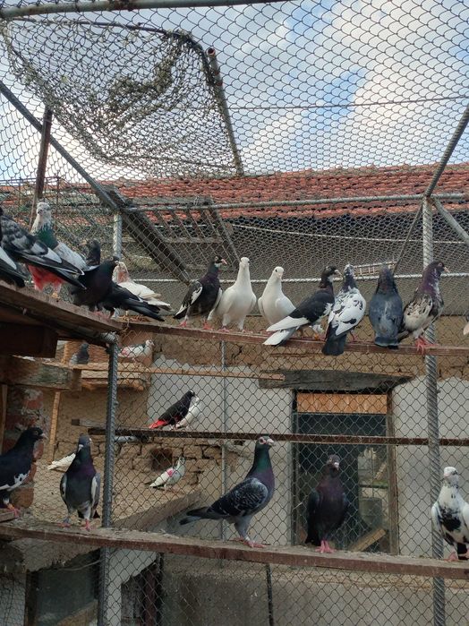 Гълъби Пазарджишки високолетачи Ловени чужди,