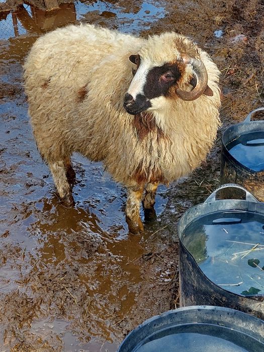 Vând doi miei din vară