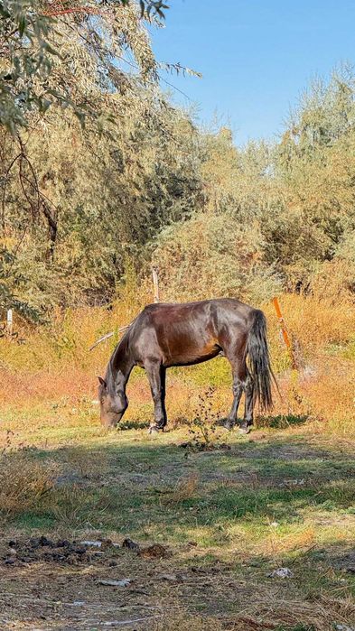 Продается участок коммерческий Гаухар Империя