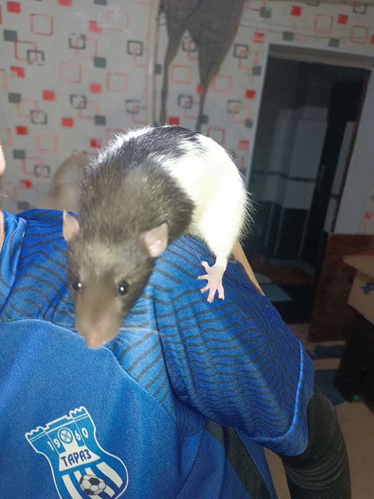 Крысята,два мальчика