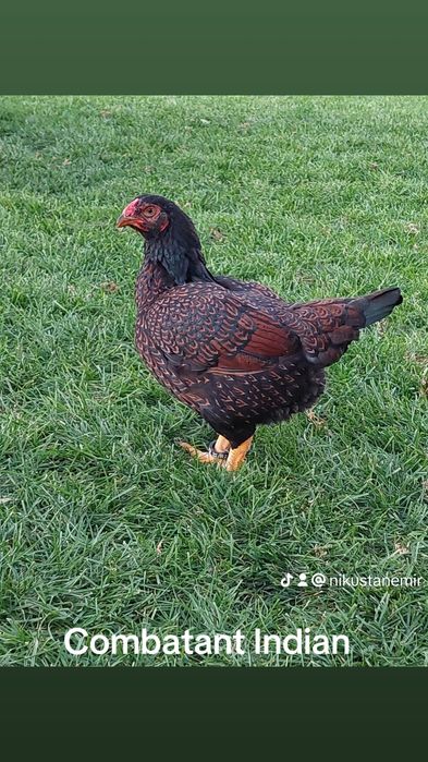 Oua de incubat,  pui de o zi,  păsări de rasă,  Brahma , Australorp,