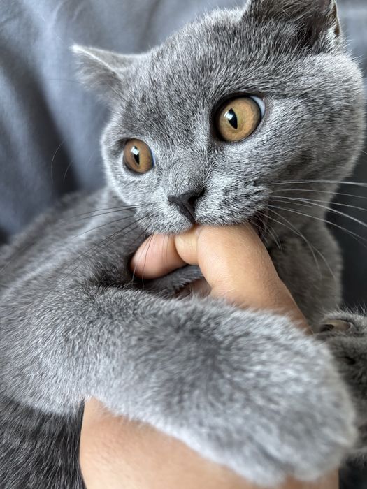 Британска котка, на 6 месеца