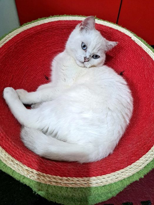 Шотландско котенце