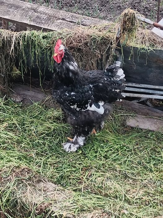 Продавам петел кохин