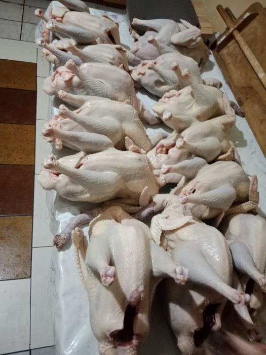 Индюки индейка курке мясо