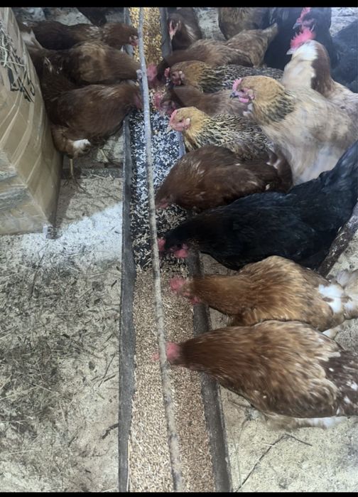 Яйцо домашнее свежее