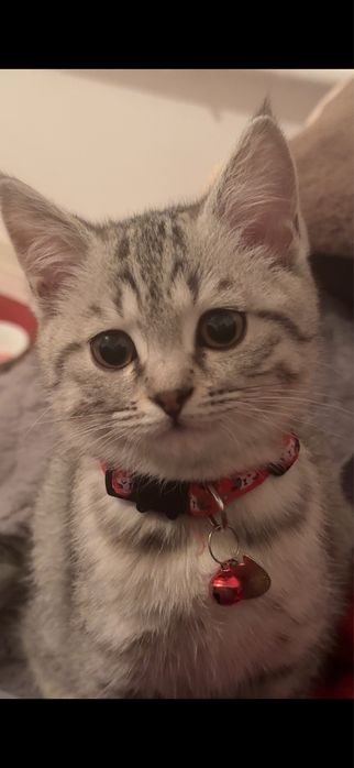 Продаётся шотландская кошечка