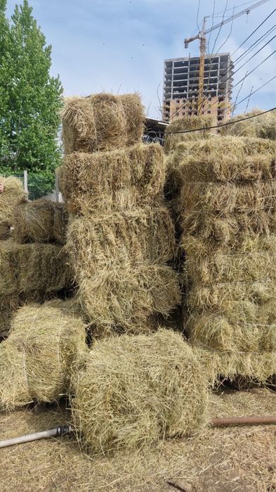 Продам Сено в Тюках