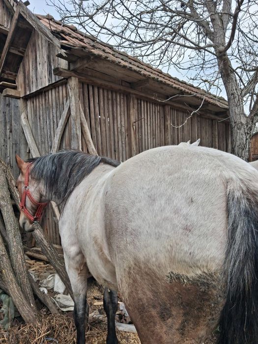 Vand cal tanar si sanatos