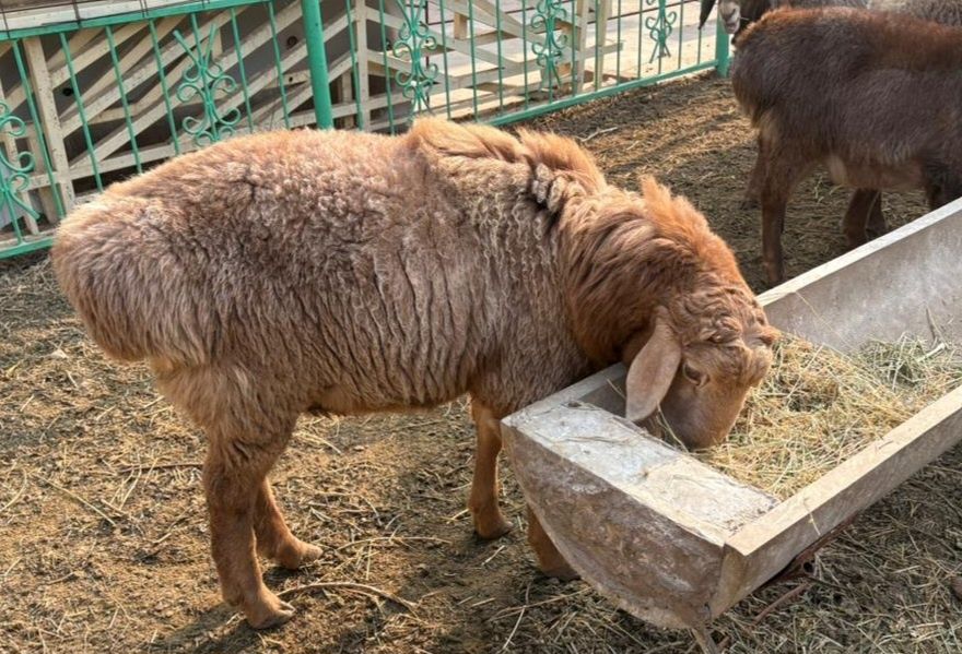 Қошқарлыққа арналған