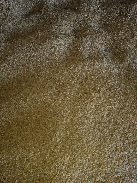 Vand Orz prod ROMANIA