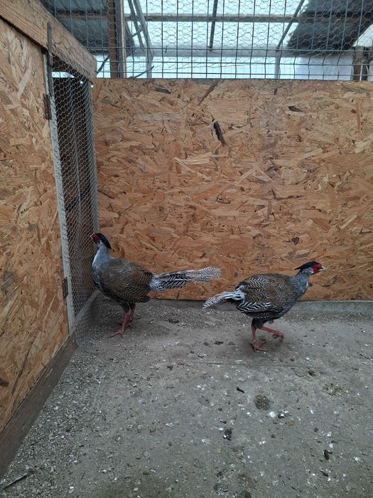 Fazani argintii 2025