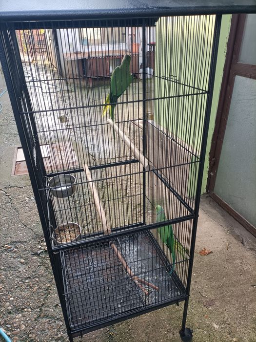 Pereche Micul Alexandru