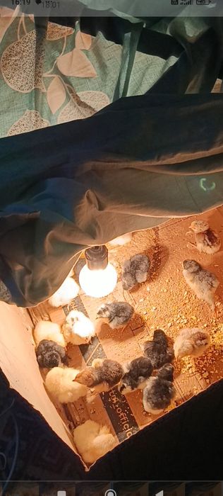 Продаются 2-х недельные цыплята породы брама