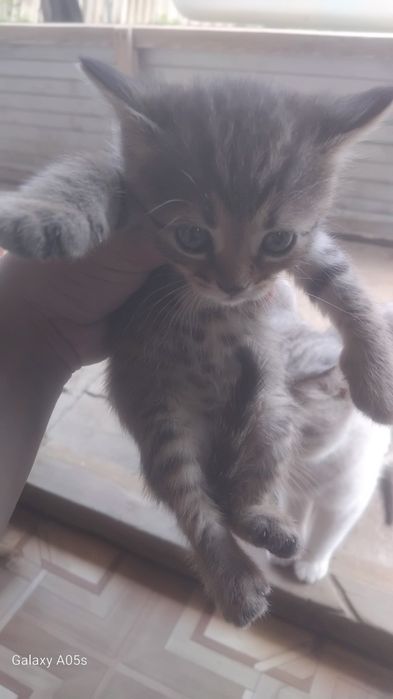 Отдам котят в добрые руки