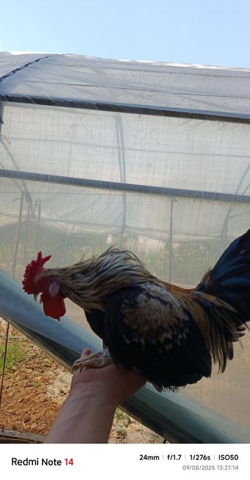 Samurayski shabo horazlari sotiladi