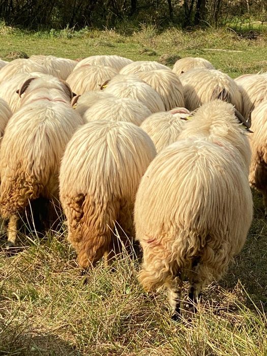 24 bucăți disponibile