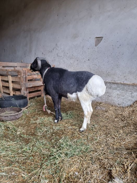 Кучкор сотилади уришадиган 9000