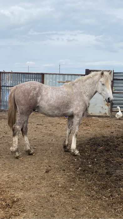 Айғырлыққа дөнен сатылады