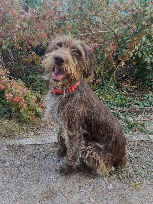 Пропала собака дратхаар