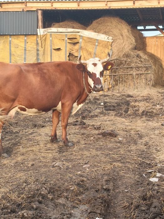 Продам карову стелью спокойную