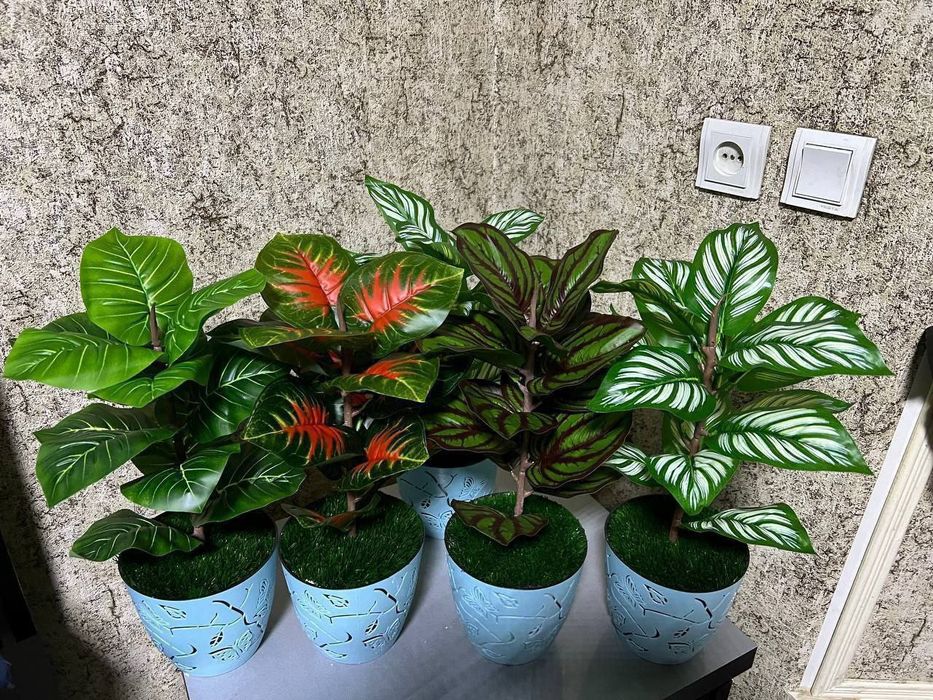 Суний гуллар арзони