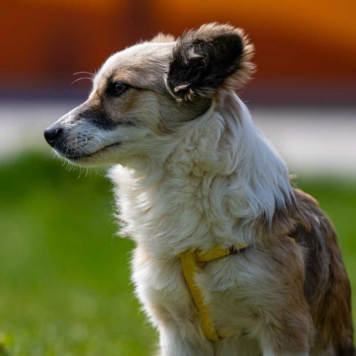 Собака (1 год) в добрые руки