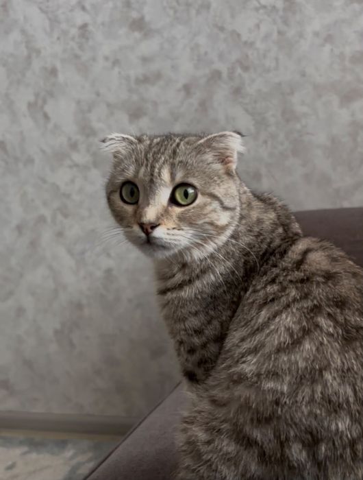 Кошка даром в добрые руки