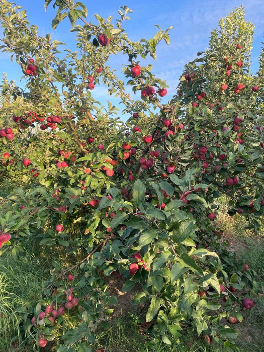 Яблоневый сад