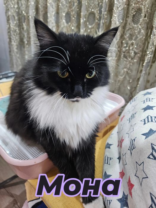 Пристраиваетя молодая,кошечка.