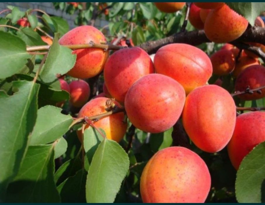 Растения, Тошкент, Самарканд.