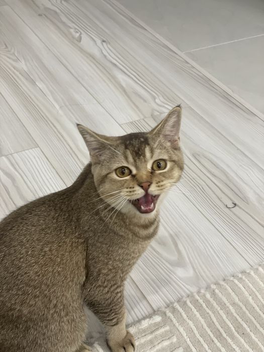 Шиншилла кошка милая