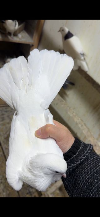 Голуби. Белый ширакохвостый самец