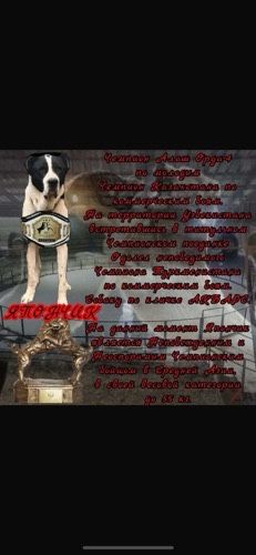 Щенки алабая