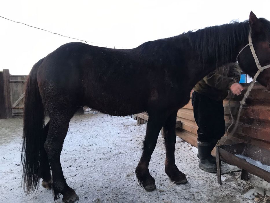 Обмен жок, чиста нал