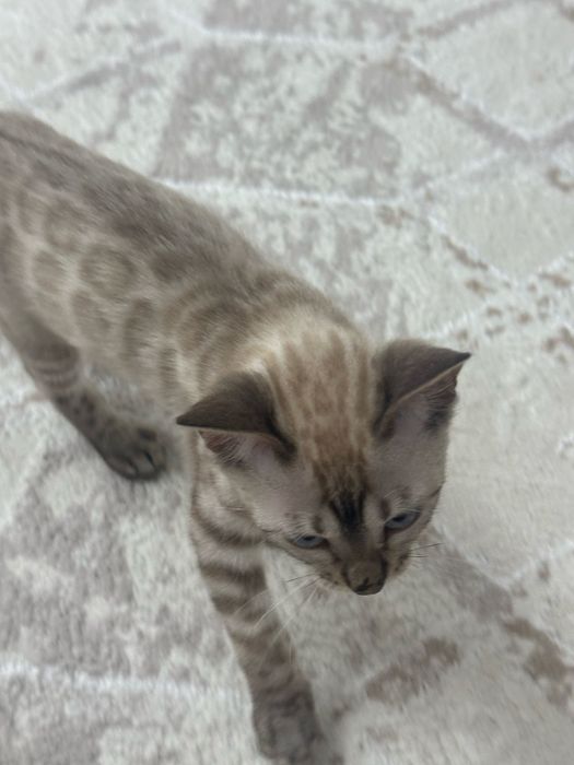 Срочно продаю котенка(бенгалец)