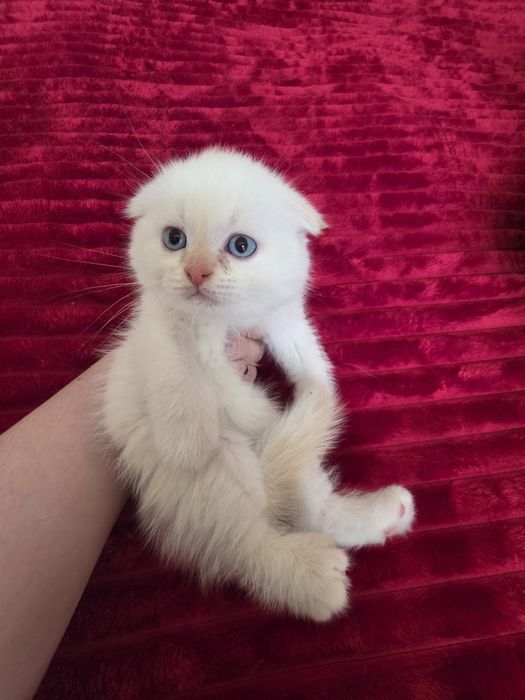 Красивый котёнок