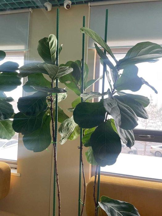 Продам 2 Фикуса большие