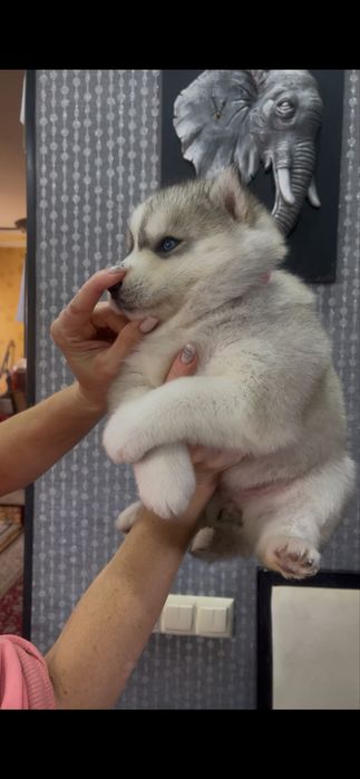 Серебристая голубоглазка хаски девочка