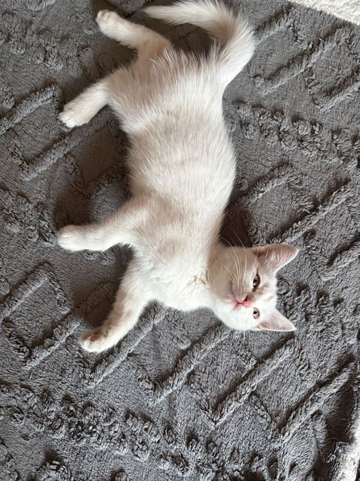 Отдам котенка в хорошие руки